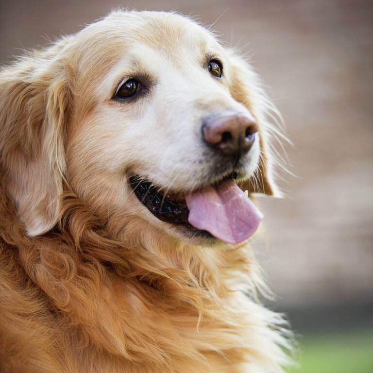 Dog portrait outdoors