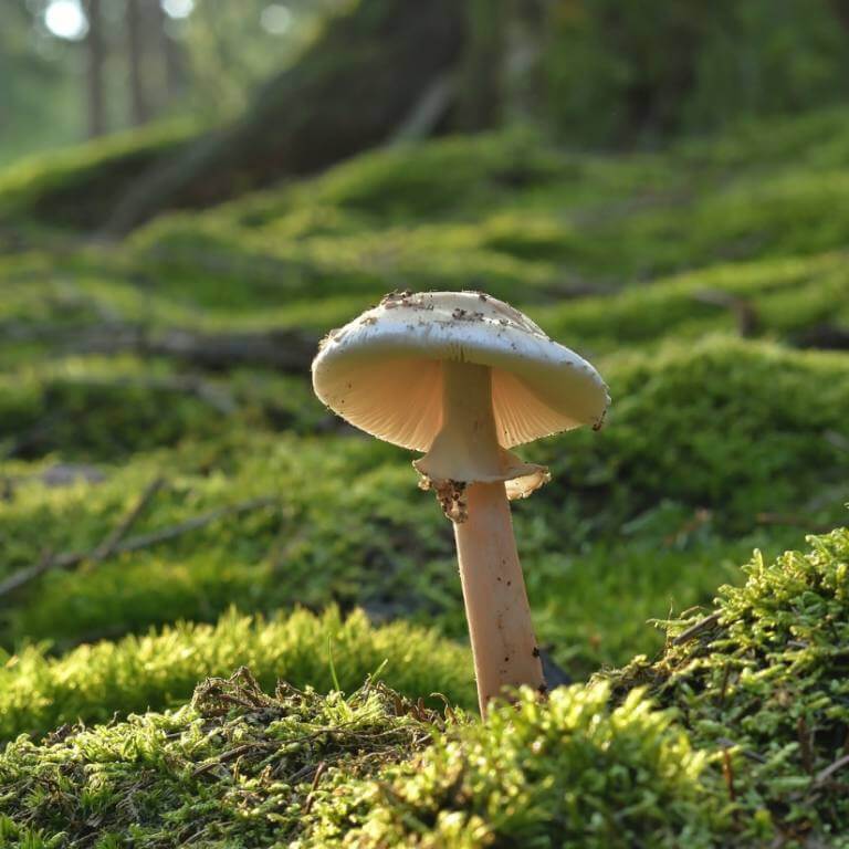 Forest with mushroom closeup